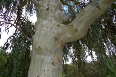 Eucalyptus delagatensis