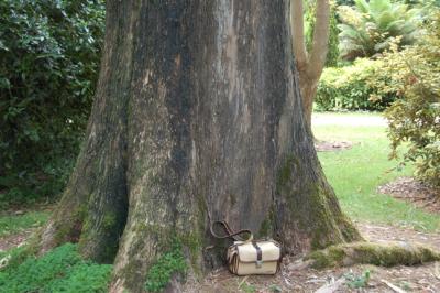  Eucalyptus johnstonii trunk