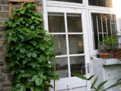 Holbelia latifolia and pots on kitchen windowsill