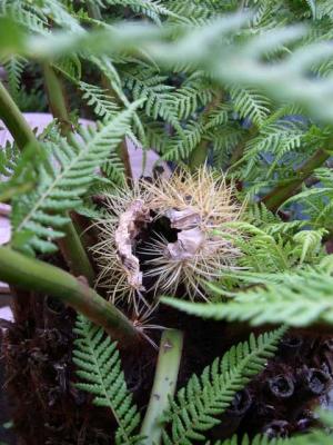 Genius idea of mine! Squirrel proofing my DA- using a dead cacti skeleton!