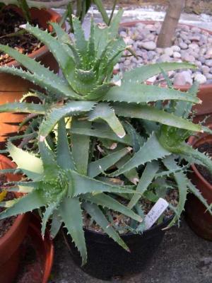 Aloe spinossima