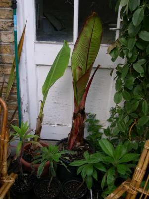 Ensete and Musella