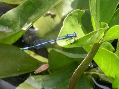 Blue Damselfly