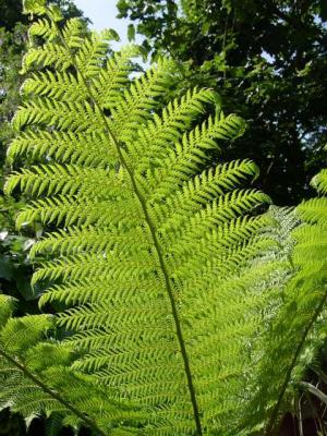 Lush and Green Gallery