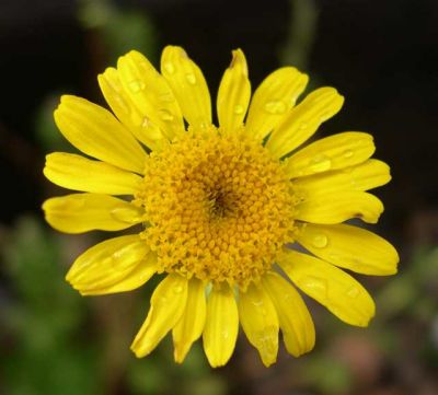 Anthemis flower