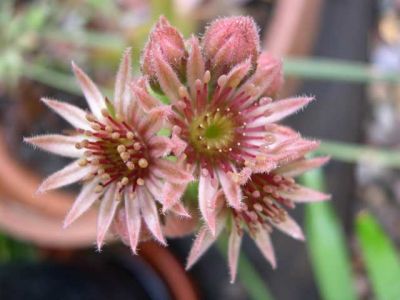 Semervivum flower
