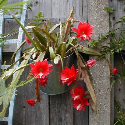 Probably Disocactus x 'Ackermannii'
