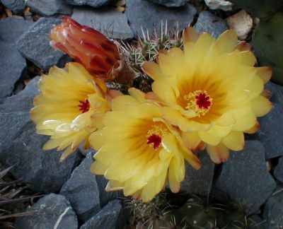 Notocactus