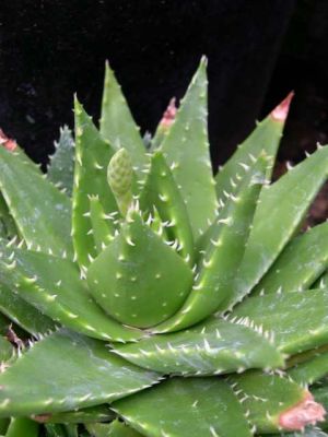 Aloe x nobilis (mitriformis) flower spike