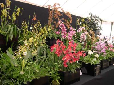 Orchid stand