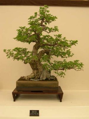 Lovely Bonsai