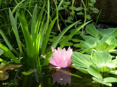 First Waterlily flower