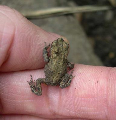 Baby Toad- tiny little guy!