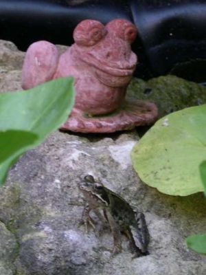 Frog on his island with 'friend'