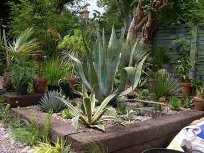 The Agave bed gallery