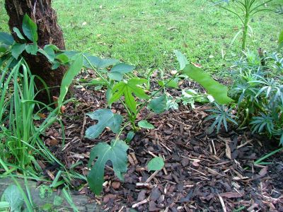 Fatsia polycarpa