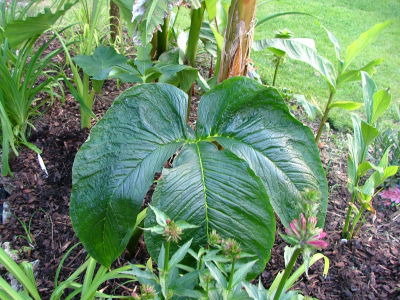 Arisaema Costatum