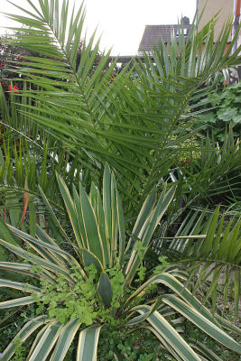 Yucca gloriosa 'Variegata' and Phoenix canariensis