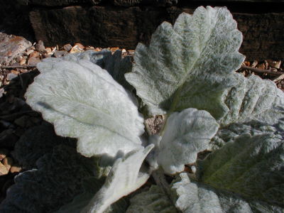 Salvia argentea