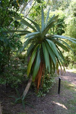 cordyline indivisa.jpg