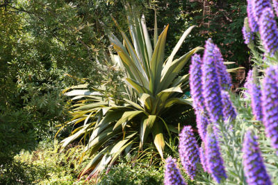 echium and cordyline indivisa.jpg