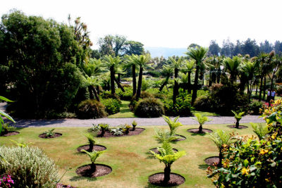 cyathea dregei group DAs beyond.jpg