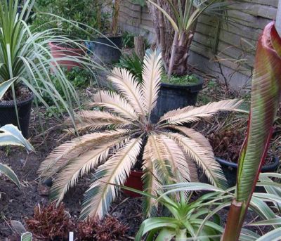 Cycad Flushing Gallery