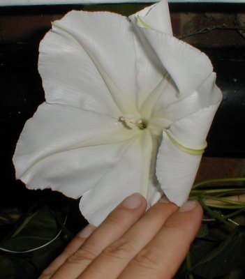 Ipomoea alba - sweetly scented, nocturnal cousin of Morning Glory