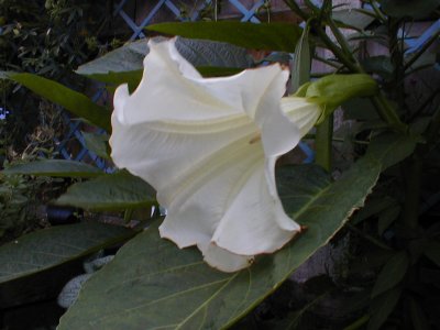 The flower (including the calyx) is 30cm (1 foot) long. The strong, citrus scent of a single flower can be smelled from several feet away; when it produces its main flush of flowers, the whole garden is filled with the intoxicating scent.