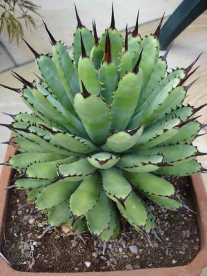 Agave Macroacantha Green