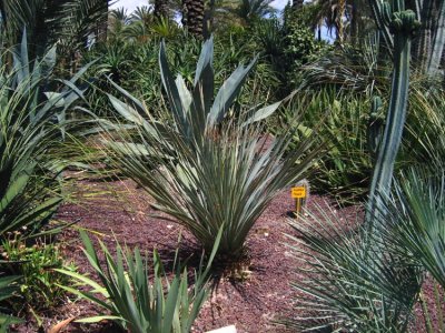 Arid Planting