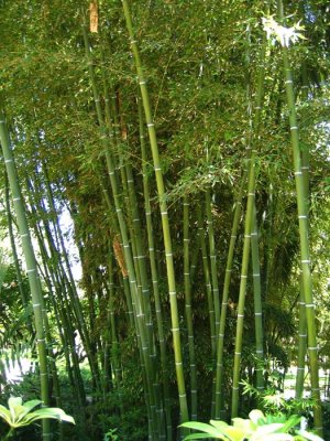 Bamboo culms