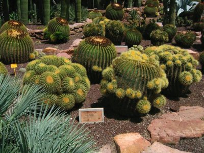 Big echinocactus