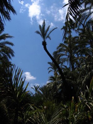 Date palm silhouette