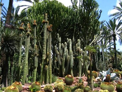 Huge cacti