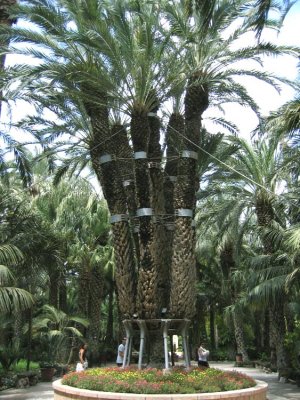 The Imperial Palm