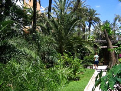 Palms galore
