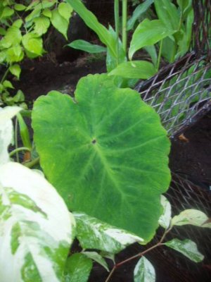 Colocasia non fallax.JPG