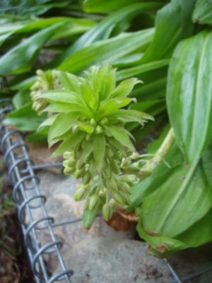 Eucomis1.JPG