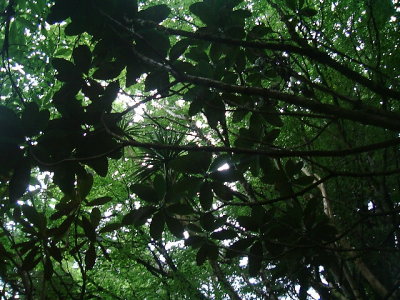 Exotic canopy