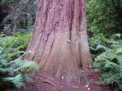 Massive Sequoia trunk