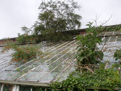 Acacia and brugmansia making an attempt to escape