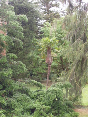 Trachycarpusfortunei