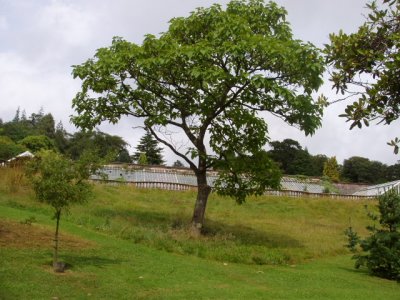 Paulownia