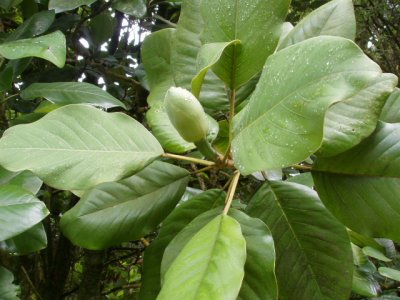 Magnolia delavayi flower bud
