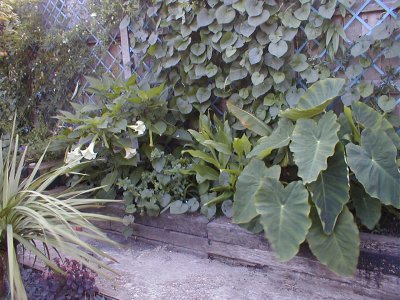 Brugmansia suaveolens, Hedychiums, and Colocasia esculenta