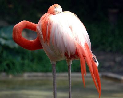 flamingo1web.jpg