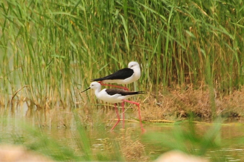 Black Wing Stilt