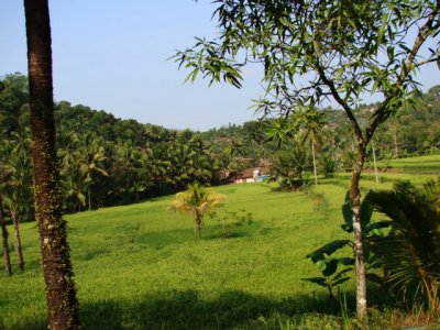 Sawah menghijau