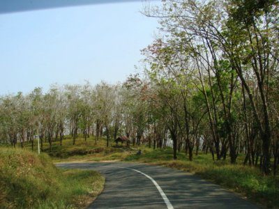 Melewati Kebun Karet tak jauh dr Pantai Sawarna